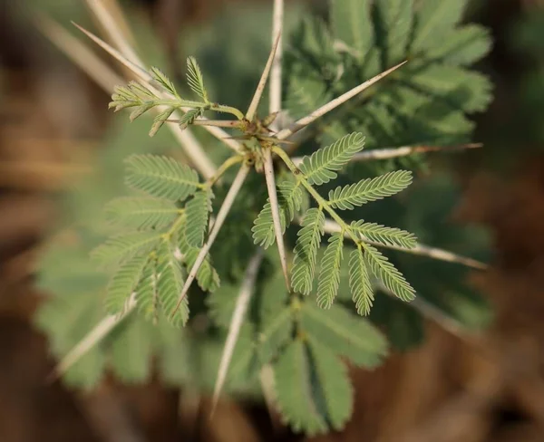 Sakız arap ağacı. Vachellia nilotica. Babul. Akasya nilotica. Dikenli mimoza. Mısır akasyası. Dikenli akasya.