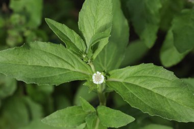 Eclipta. Eclipta prostrata. Sahte papatya. Yerba de tago. Karisalankanni. Bhringraj.