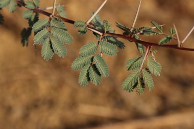 Sakız arap ağacı. Vachellia nilotica. Babul. Akasya nilotica. Dikenli mimoza. Mısır akasyası. Dikenli akasya.