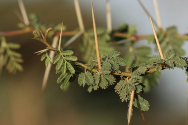 Sakız arap ağacı. Vachellia nilotica. Babul. Akasya nilotica. Dikenli mimoza. Mısır akasyası. Dikenli akasya.