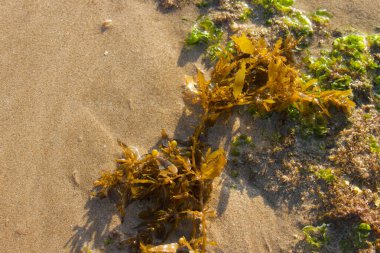 Seaweed. Kelp on the beach.