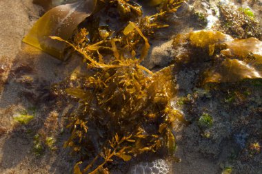 Seaweed. Kelp on the beach.