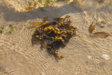 Seaweed. Kelp on the beach.