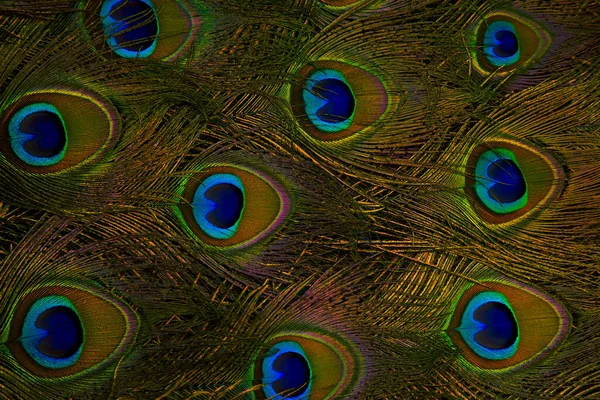 Peacock feathers, Peafowl feathers, Bird feathers, Colorful feathers, Feathers, Background, Wallpaper.