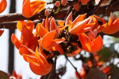 Butea monosperma. Palash. Bastard teak. Flame of the forest. Sacred tree. Kesudo. Dhak.