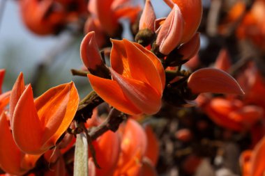 Butea monosperma. Palash. Bastard teak. Flame of the forest. Sacred tree. Kesudo. Dhak.