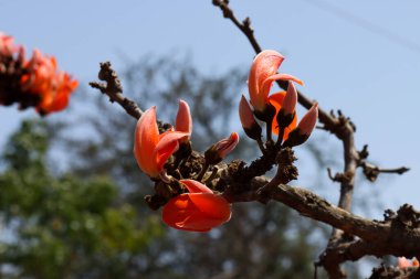 Butea monosperma. Palash. Bastard teak. Flame of the forest. Sacred tree. Kesudo. Dhak.