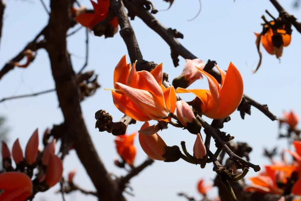Butea monosperma. Bastard teak. Palash. Flame of the forest. Dhak. Kesudo. Sacred tree.