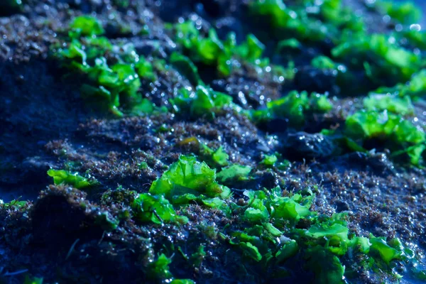 Green moss on the rock. Sea moss.