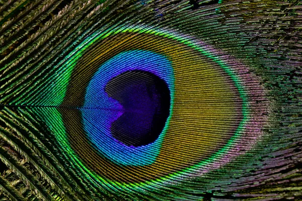 Peacock Feather Closeup Full Frame Peacock Feather Background Texture Stockbild