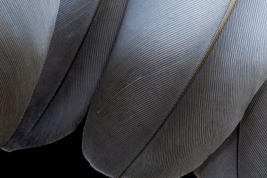Brown, grey, feathers closeup. Brown, grey, feathers texture, background, top view.