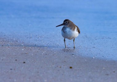 Common sandpiper standing on the beach. Water bird.