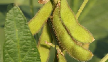 Green soyabeans pods in crop, in nature. Soy bean. Beans closeup. 