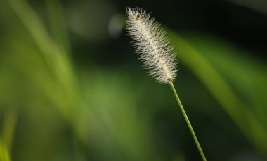 Foxtail grass closeup. Dry grass. Foxtail grass in the nature.