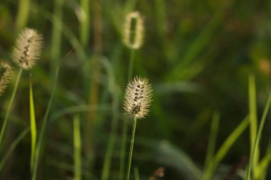 Foxtail grass closeup. Dry grass. Foxtail grass in the nature.
