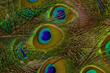 Peacock feather background. Green feather. Peacock feather closeup. Isolated. Peafowl feather.