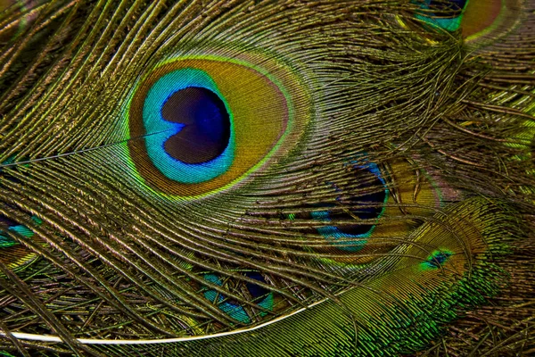 Peacock feather background. Green feather. Peacock feather closeup. Isolated. Peafowl feather.