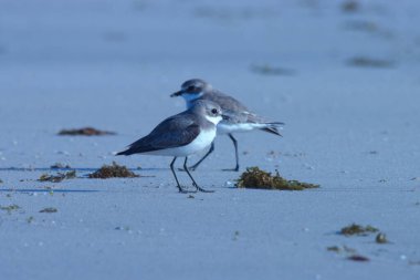 Lesser sand plover standing on the beach. Water bird.