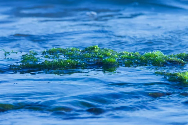 Sea moss and ocean water closeup. Green moss.