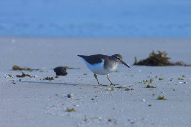 Common sandpiper foraging on the beach. Water bird.