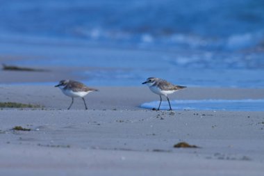 Lesser sand plover standing on the beach. Water bird.