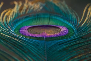 Peacock feather closeup details, Selective focus. Peacock feather background.