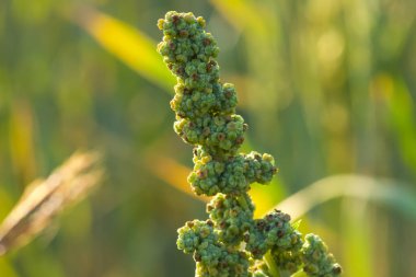 Closeup details of Artemisia vulgaris. Common mugwort.