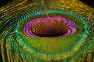 Tavuskuşu tüyü, Tavuskuşu tüyü, yakın plan. Seçici odak.