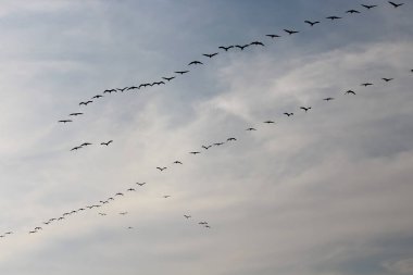 Gökyüzünde uçan bir grup kuş. Seçici odak.