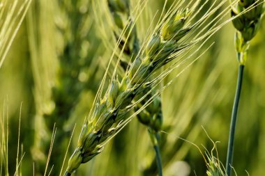 Buğday tarlası kapatma detayları. Doğada yeşil buğday tarlası.