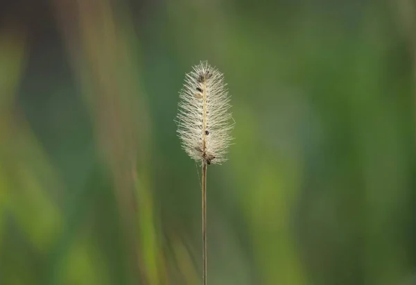 フォックステール草の閉鎖の詳細 乾いた草 自然界のキツネ草 — ストック写真