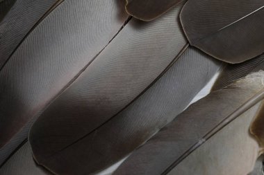 Tüyler yakın çekim, tam kare..