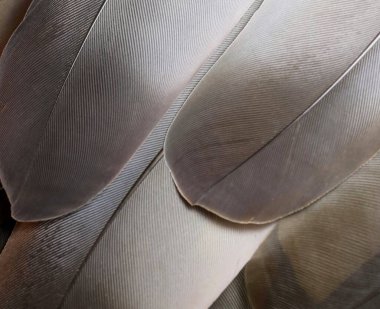 Tüyler yakın çekim, tam kare..