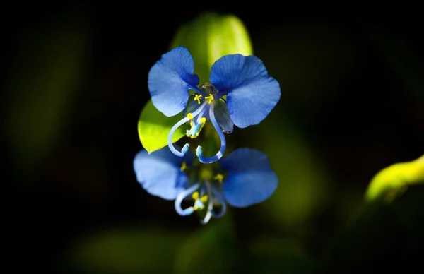 Commelina Diferusa Yakın Çekim Detayları Bahçede Gün Çiçeğine Tırmanıyorum Gün — Stok fotoğraf