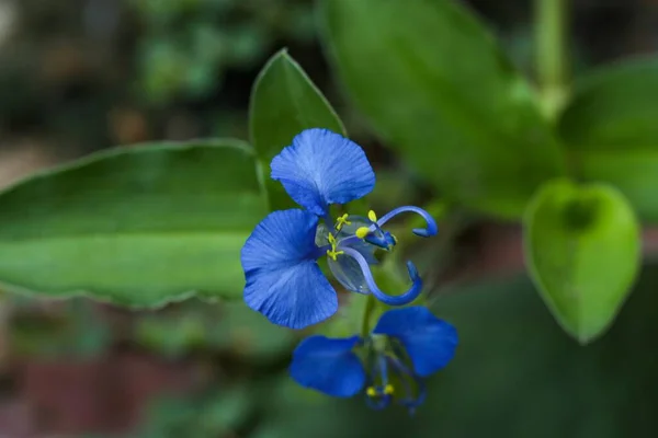 Commelina Diferusa Yakın Çekim Detayları Bahçede Gün Çiçeğine Tırmanıyorum Gün — Stok fotoğraf