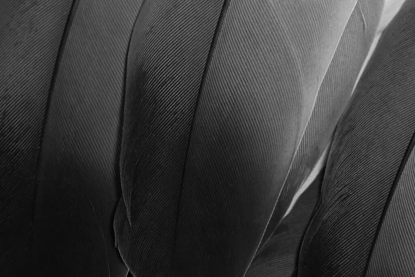 stock image Feathers closeup, in full frame.