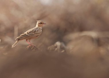 Tarlakuşunun tarlakuşu yerde sürünüyor..