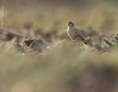 Küllü serçe tarlakuşunun tarlakuşları yerde sürünüyor..