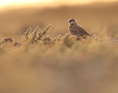 Küllü serçe tarlakuşunun tarlakuşları yerde sürünüyor..