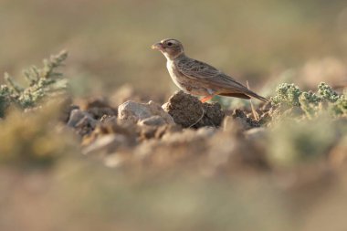 Küllü serçe tarlakuşunun tarlakuşları yerde sürünüyor..