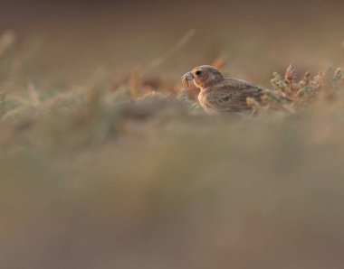 Küllü serçe tarlakuşunun tarlakuşları yerde sürünüyor..