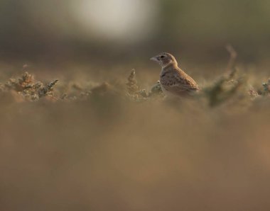 Küllü taç giymiş serçe yere tünemiş..