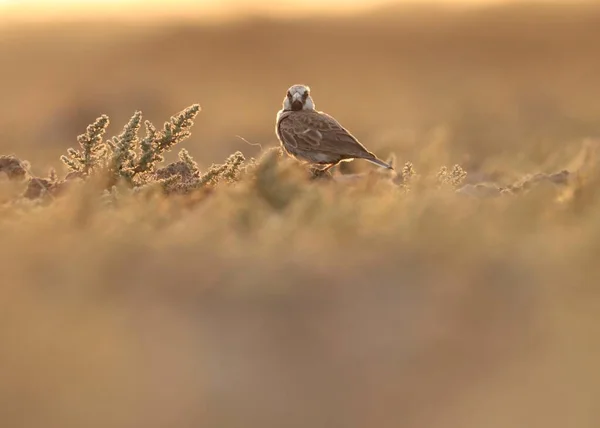 亚希加冕麻雀云雀在地面觅食 — 图库照片