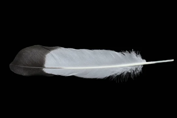 stock image Feather closeup, isolated on Black background.