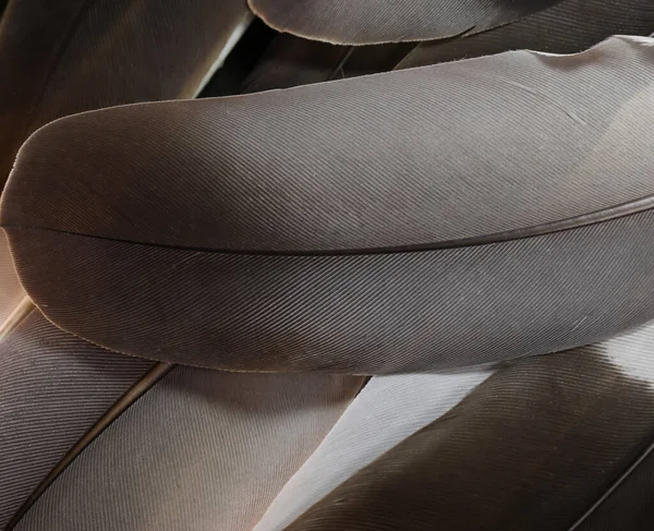 stock image Feather closeup. Top view. Brown, grey, feather closeup details. Dark feather.