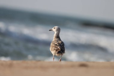 Sahilde duran martı. Su kuşu..