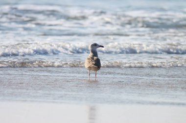 Okyanus suyunda duran martı. Su kuşu..