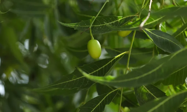 Neem Baumfrucht Nahaufnahme Azadirachta Indica Nimbaum Indischer Flieder Stockfoto