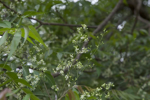 stock image Neem flowers closeup. Azadirachta indica. Nim tree. Indian lilac. 