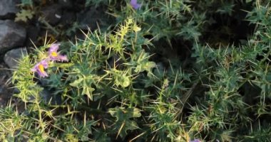 Solanum virginianum 'a yakın çekim. Sarı meyve itüzümü. Sarı böğürtlenli itüzümü. Hint itüzümü. Kantakari. Tayland yeşili patlıcan. Tayland çizgili patlıcan.